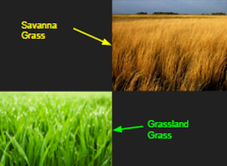 Plant Adaptations - grasslands